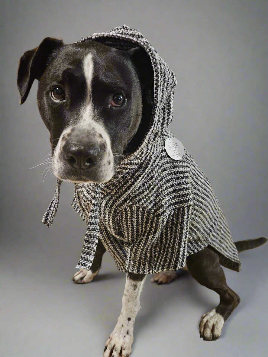 Dog orders poncho sweater