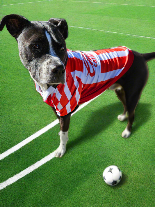 Pet soccer shirt chivas medium// large breeds // Camisa de futbol chivas para razas medianas// grandes