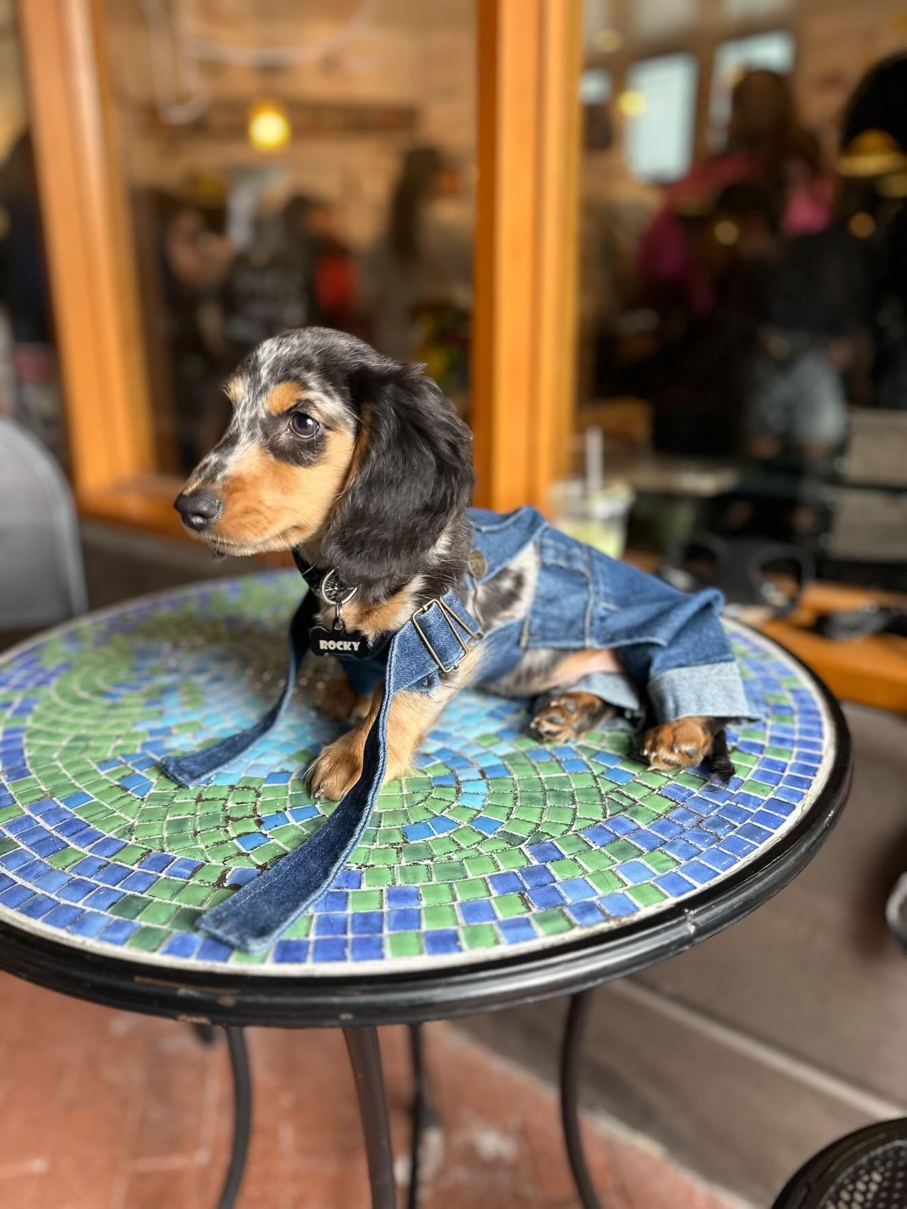Overol para mascota