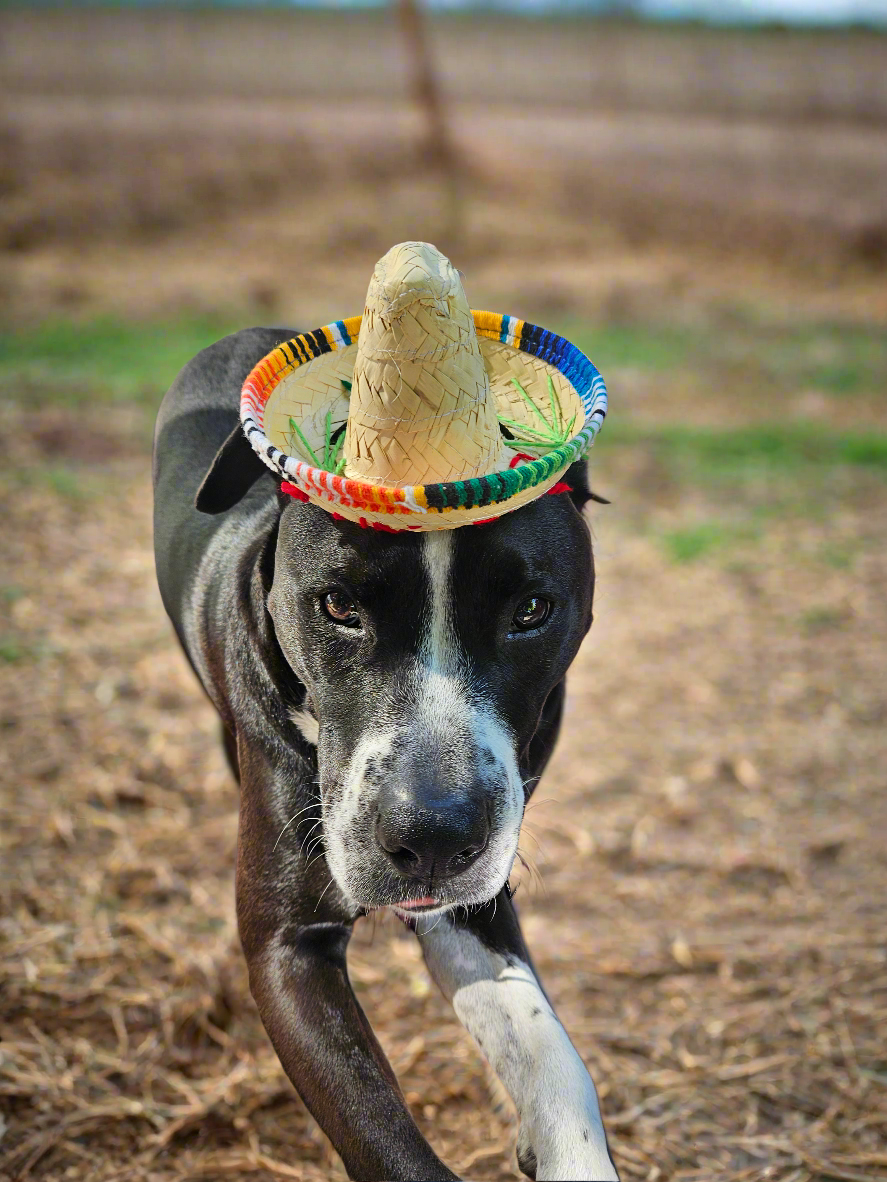 Pet Mexican sombrero// Sombrero para mascota