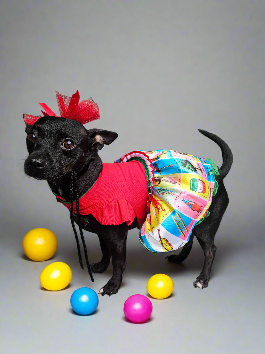 Loteria pet dress // Vestido de loteria para mascotas