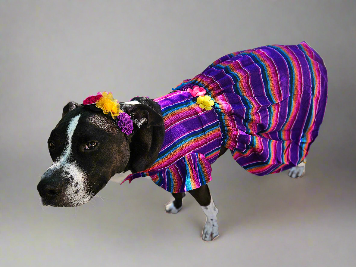 Vestido Cambaya Morado con toque de flores// Purple Cambaya pet dress with flower headpiece // Vestido para mascota con toque