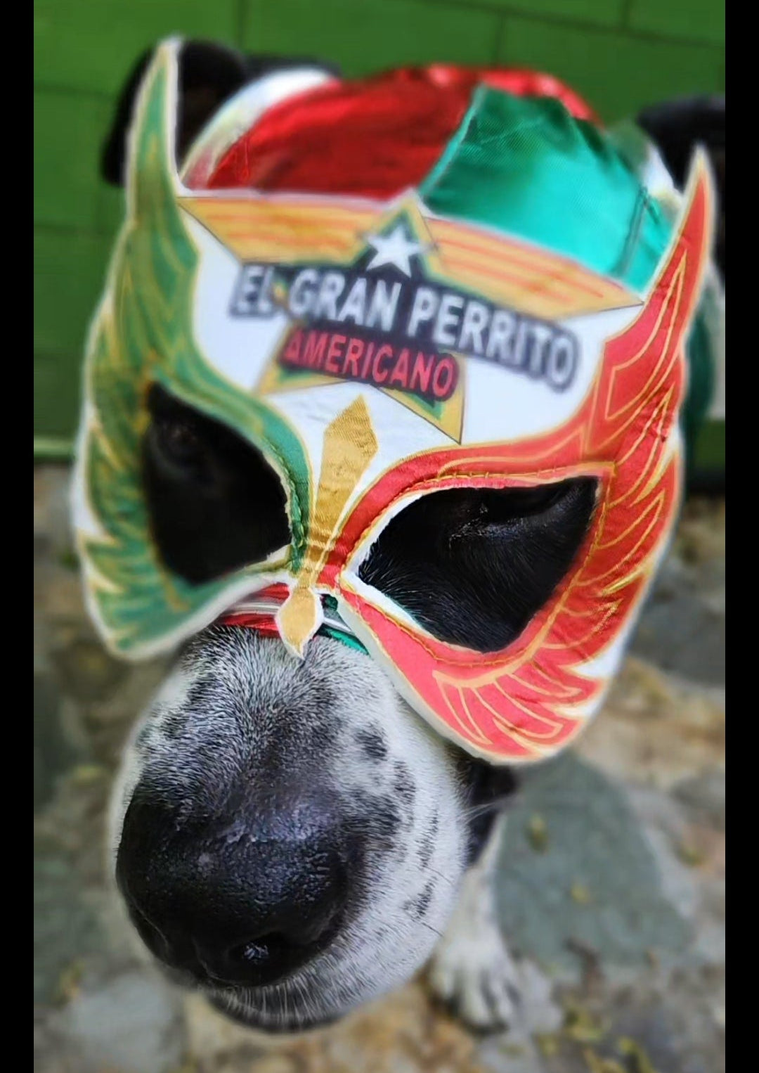 Lucha Libre para mascotas
