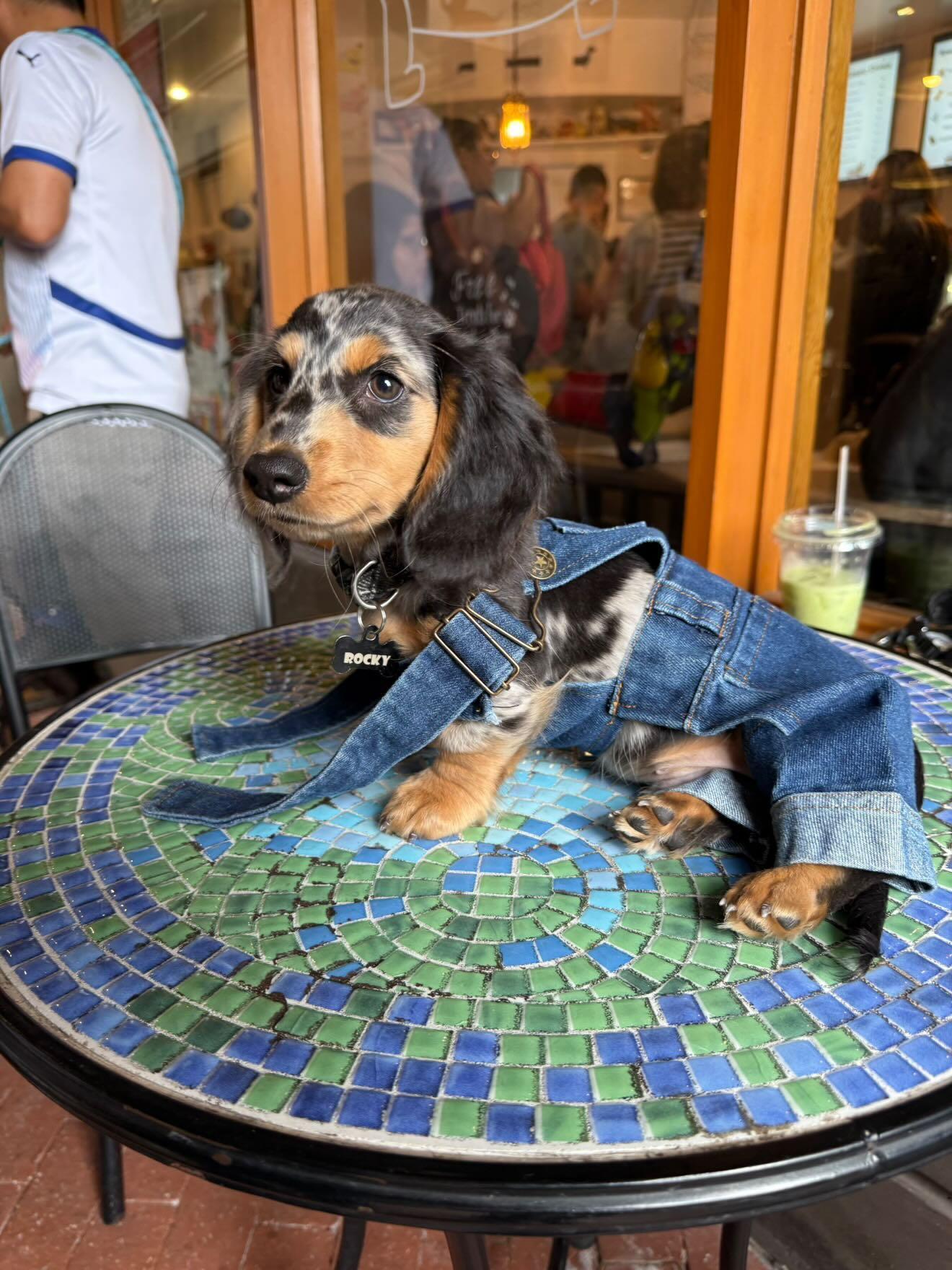 Overol para mascota